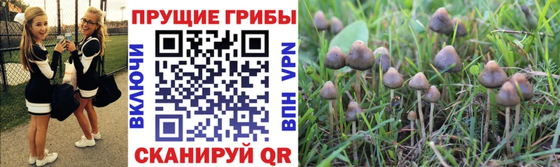 Псилоцибиновые грибы Psilocybine cubensis Козьмодемьянск